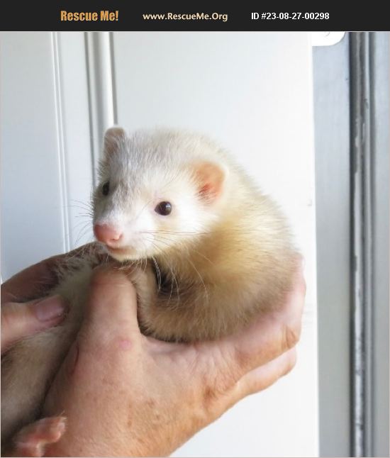 ADOPT 23082700298 Small Mammal Rescue Union Grove, WI