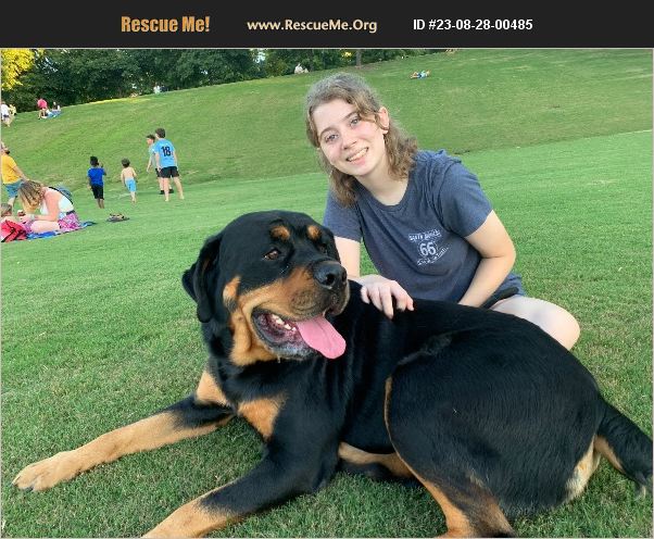 Adopt 23082800485 ~ Rottweiler Rescue ~ Chattanooga Tn