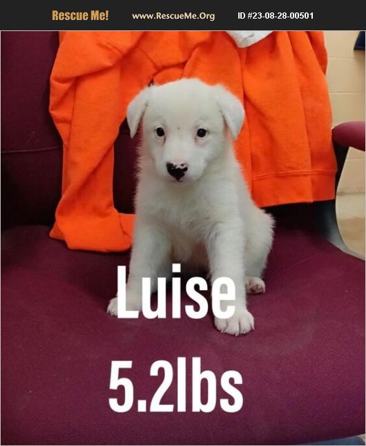 ADOPT 23082800501 Australian Shepherd Rescue Bethel, CT