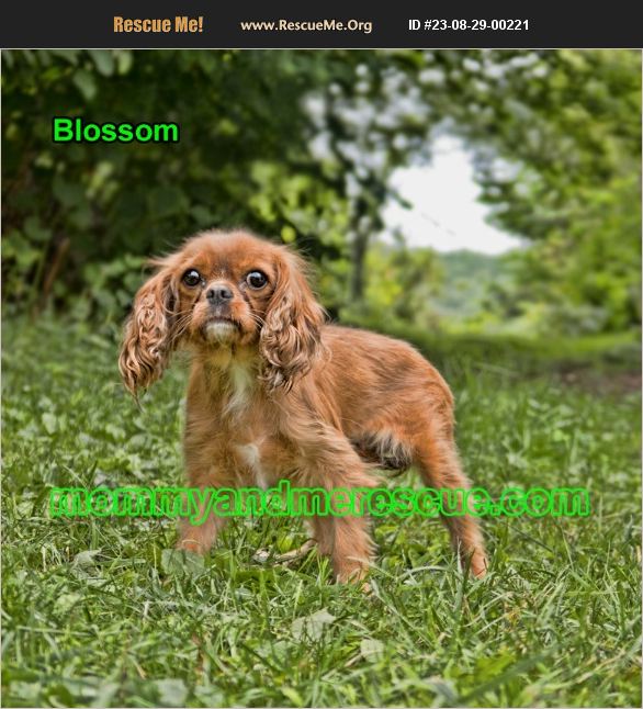 ADOPT 23082900221 Cavalier Rescue Mount Carmel, PA