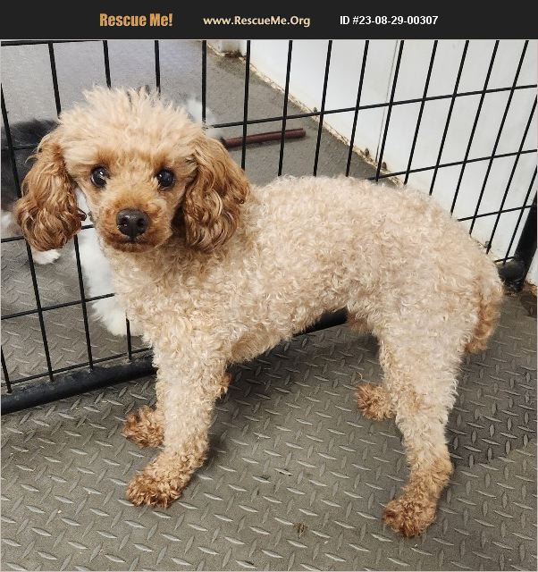 ADOPT 23082900307 ~ Poodle Rescue ~ Liberty Center, OH