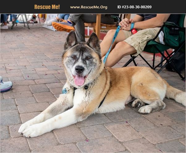 ADOPT 23083000209 ~ Akita Rescue ~ Pasadena, CA