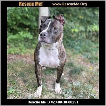 - Virginia Dog Rescue - ADOPTIONS - Rescue Me!