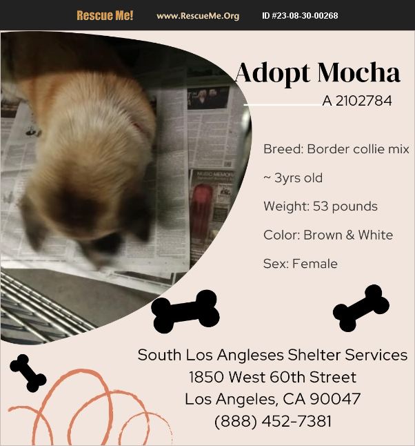 ADOPT 23083000268 Akita Rescue Los Angeles, CA