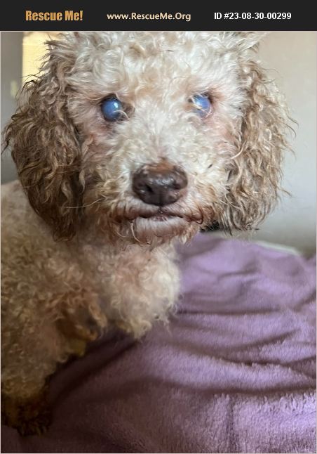 Adopt Poodle Rescue Chula Vista Ca