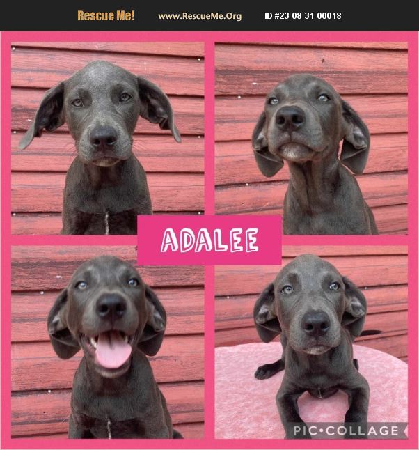 ADOPT 23083100018 Lab Rescue Ringwood, NJ