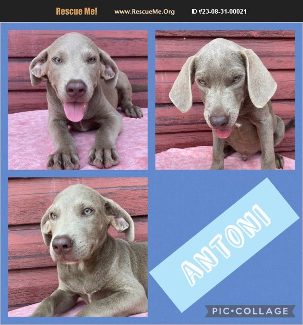 ADOPT 23083100021 Lab Rescue Ringwood, NJ