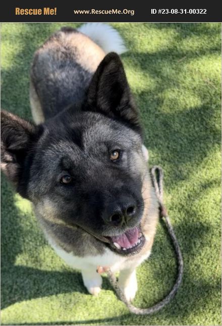 ADOPT 23083100322 Akita Rescue Van Nuys CA