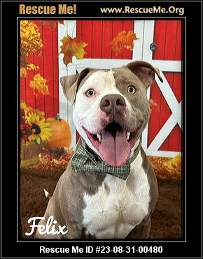 Dog for adoption - Zesty (A159407), an American Staffordshire Terrier in  Detroit, MI
