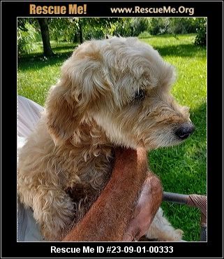 - Ohio Poodle Rescue - ADOPTIONS - Rescue Me!