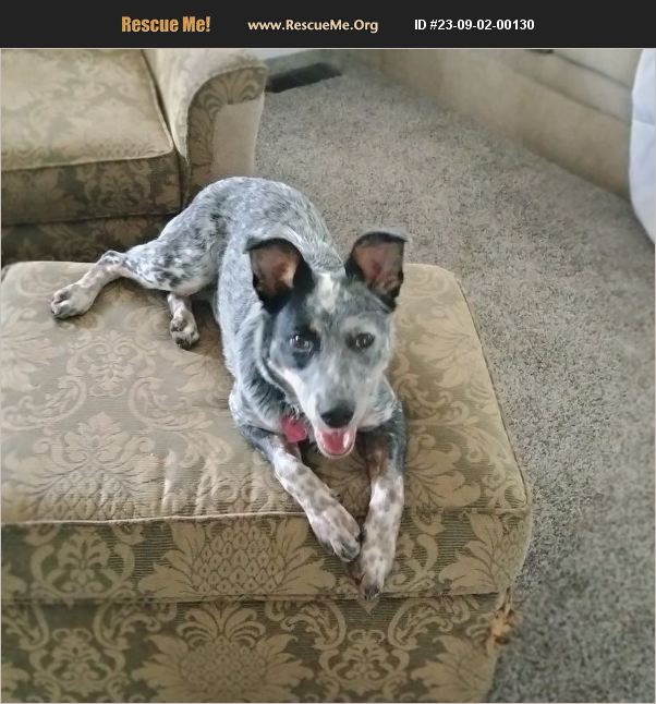 ADOPT 23090200130 Australian Cattle Dog Rescue BOISE, ID