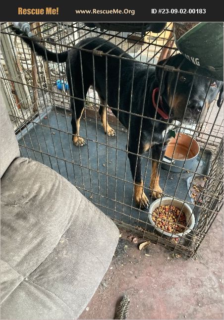 Adopt Rottweiler Rescue San Antonio Tx