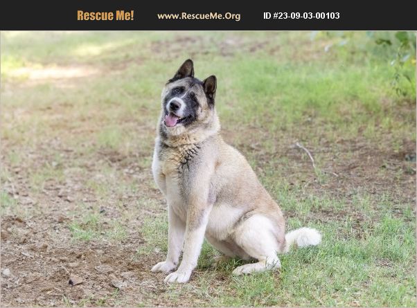 ADOPT 23090300103 ~ Akita Rescue ~ Cochise, AZ