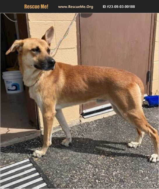 ADOPT 23090300188 Black Mouth Cur Rescue Ellenwood GA