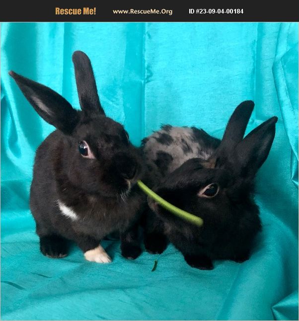 ADOPT 23090400184 Rabbit Rescue Fort Lauderdale, FL