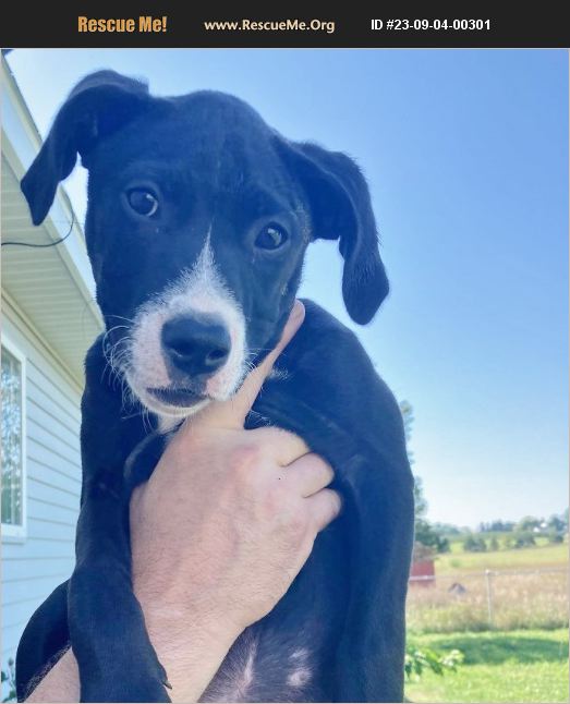 ADOPT 23090400301 Lab Rescue Traverse City, MI