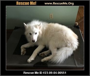 Dog for adoption - Kilo, an Alaskan Malamute Mix in Titusville, FL