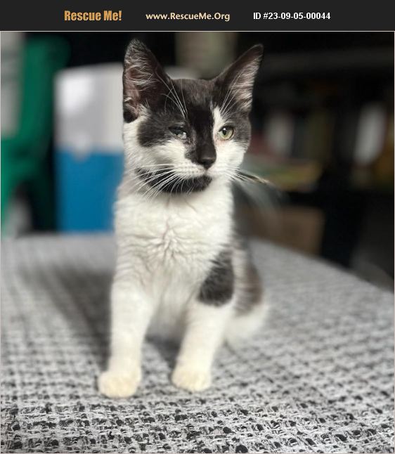 ADOPT 23090500044 Domestic Cat Rescue Lancaster, PA