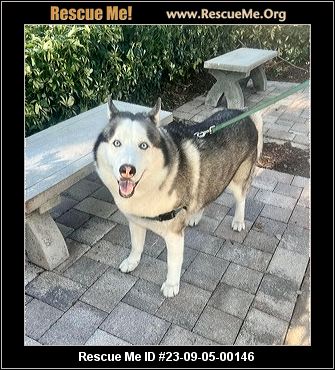 Dog for adoption - Kilo, an Alaskan Malamute Mix in Titusville, FL