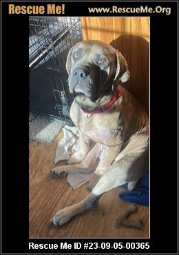 Adopt a Cane Corso near Atlanta, GA