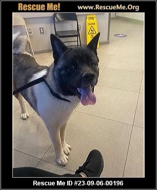 - California Akita Rescue - ADOPTIONS - Rescue Me!