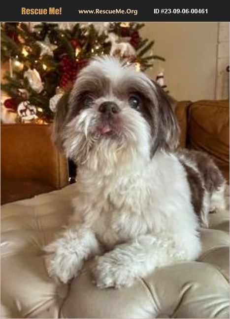 Adopt Shih Tzu Rescue Raleigh Nc