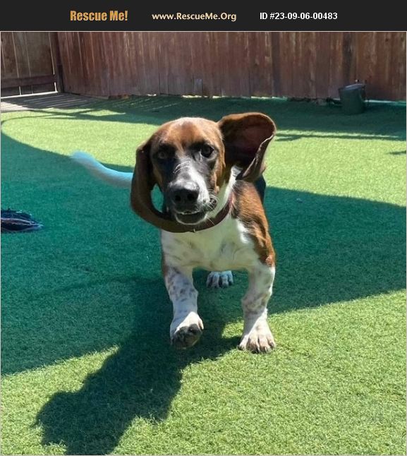 ADOPT 23090600483 Basset Hound Rescue Chittenden County, VT