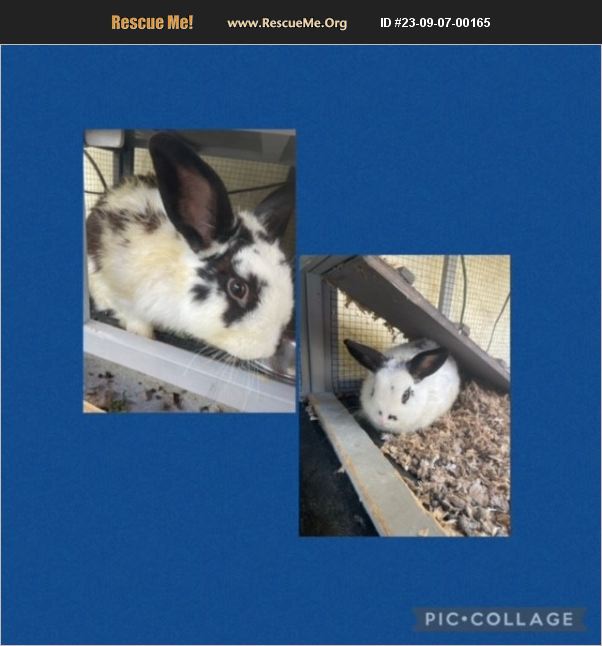ADOPT 23090700165 Rabbit Rescue Pembroke Pines, FL