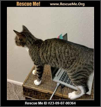 - Arizona Cat Rescue - ADOPTIONS - Rescue Me!