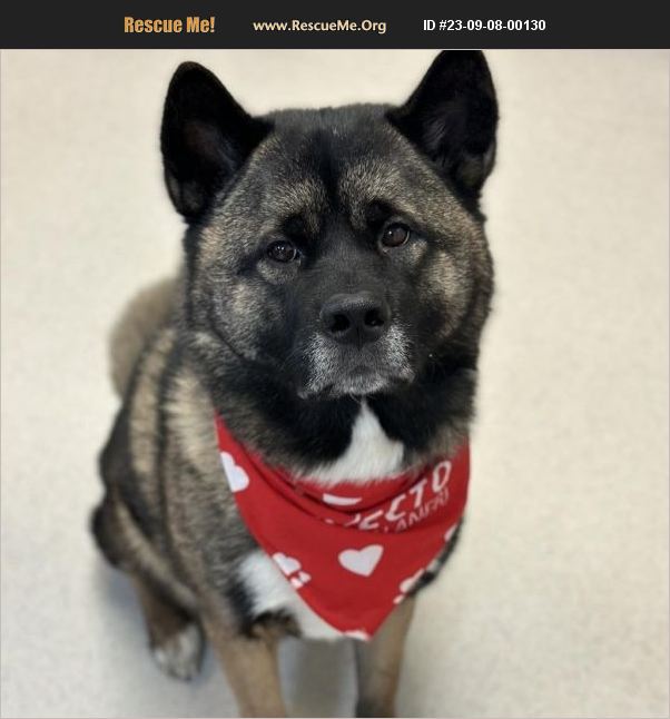 I Want To Adopt An Akita In Glendale Az Adopt 23090800174 ~ Akita Rescue ~ Auburn. Ca, Ca