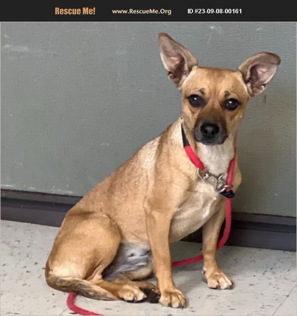 ADOPT 23090800161 Chihuahua Rescue Salt Lake City, UT