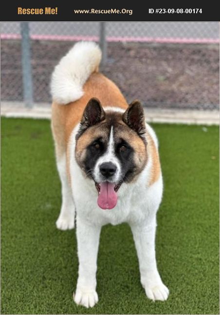 ADOPT 23090800174 ~ Akita Rescue ~ Auburn. CA, CA