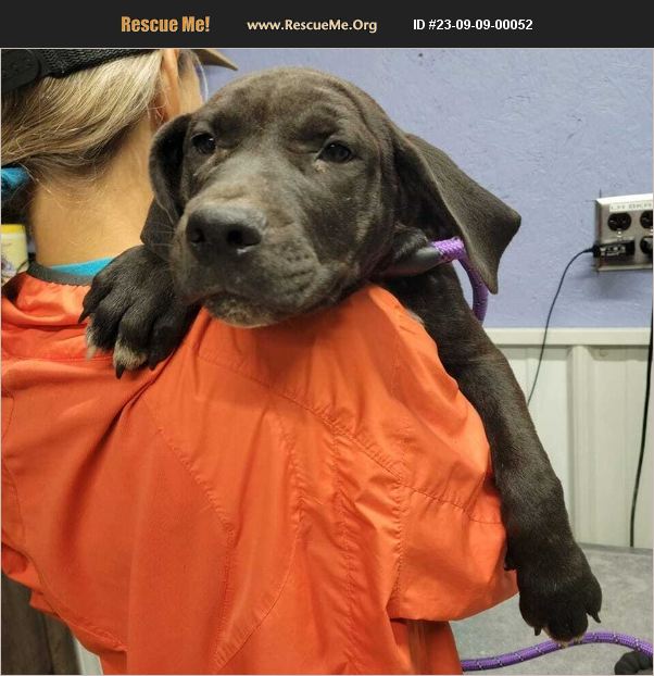 ADOPT 23090900052 Lab Rescue Waverly, OH