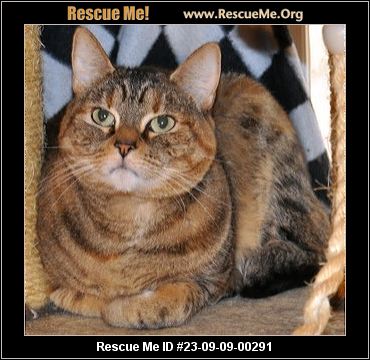Bobtail rescue shop