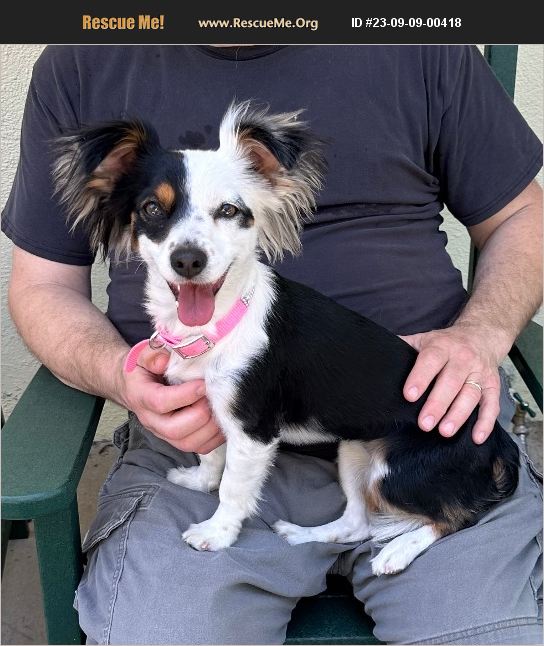 ADOPT 23090900418 Papillon Rescue San Bernardino, CA