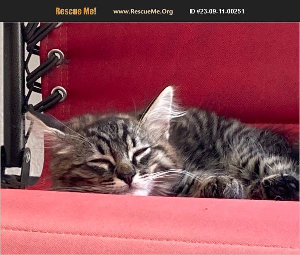 ADOPT 23091100251 Domestic Cat Rescue Long Beach, CA