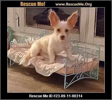 - California Westie Rescue - ADOPTIONS - Rescue Me!