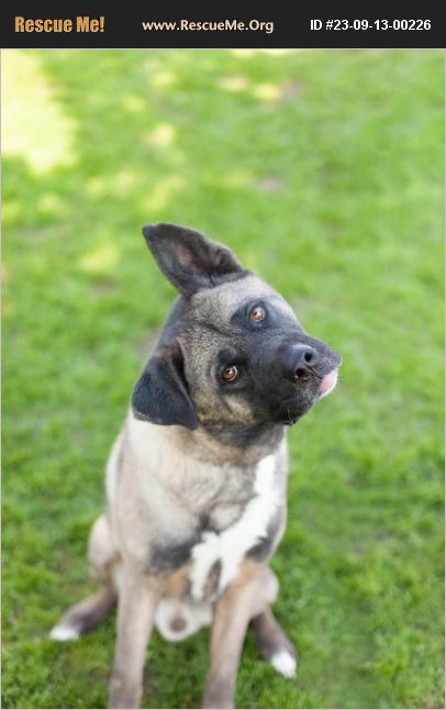 ADOPT 23091300226 ~ Akita Rescue ~ Los Angeles, CA, CA