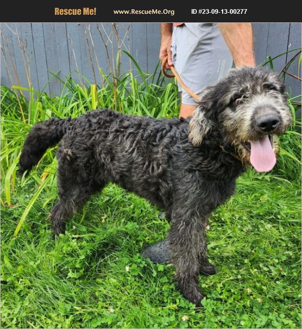 ADOPT 23091300277 Irish Wolfhound Rescue Minot, ND