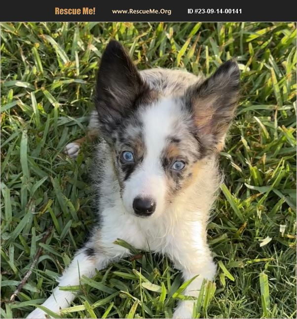 Adopt 23091400141 ~ Australian Shepherd Rescue ~ Galveston Tx