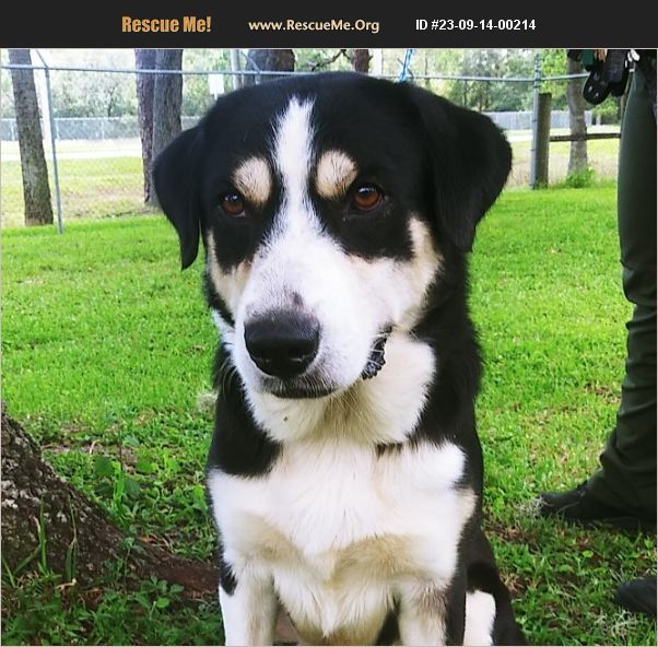 ADOPT 23091400214 Greater Swiss Mountain Dog Rescue sebring, FL