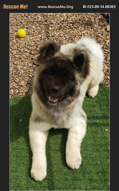 ADOPT 23091400383 ~ Akita Rescue ~ Queen Creek, AZ