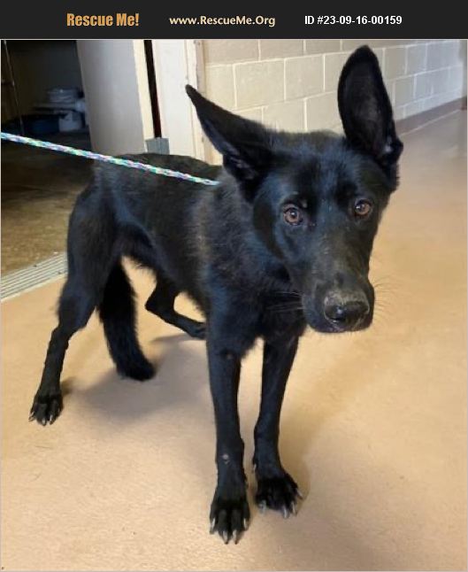 ADOPT 23091600159 German Shepherd Rescue Ellenwood GA