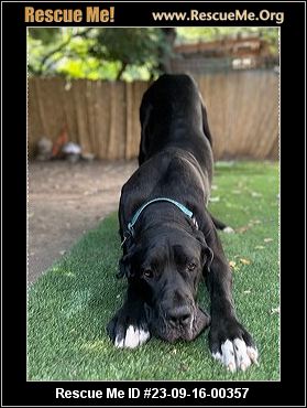 - California Great Dane Rescue - ADOPTIONS - Rescue Me!