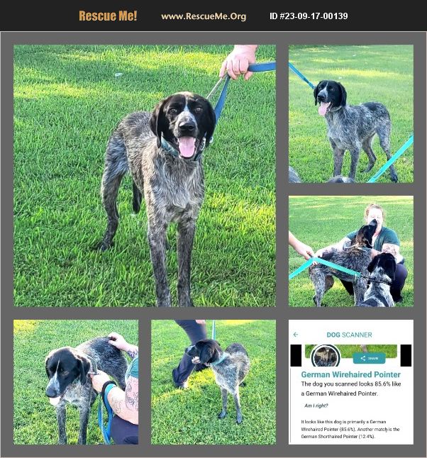 Adopt German Wirehaired Pointer Rescue Jackson Tn