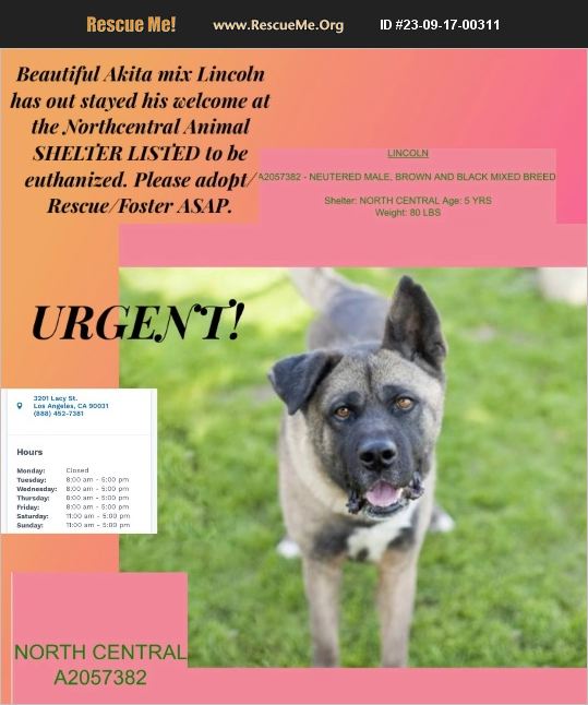 ADOPT 23091700311 ~ Akita Rescue ~ Los Angeles, CA