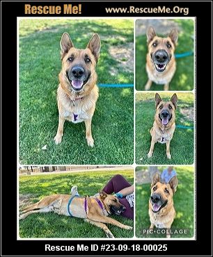 - California German Shepherd Rescue - Adoptions - Rescue Me!