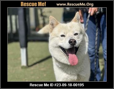 - California Akita Rescue - ADOPTIONS - Rescue Me!