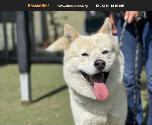 ADOPT 23091800195 ~ Akita Rescue ~ Los Angeles, CA