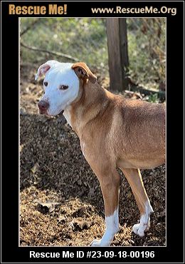 Dog for adoption - Fable, a Labrador Retriever in Cumberland, RI